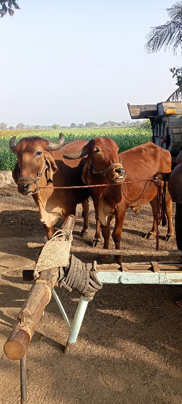 બલદ