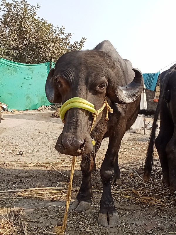 ખળેલી વેચવાની છ...