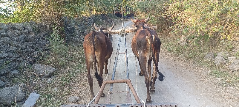 વાસડા વેચવાના છ...