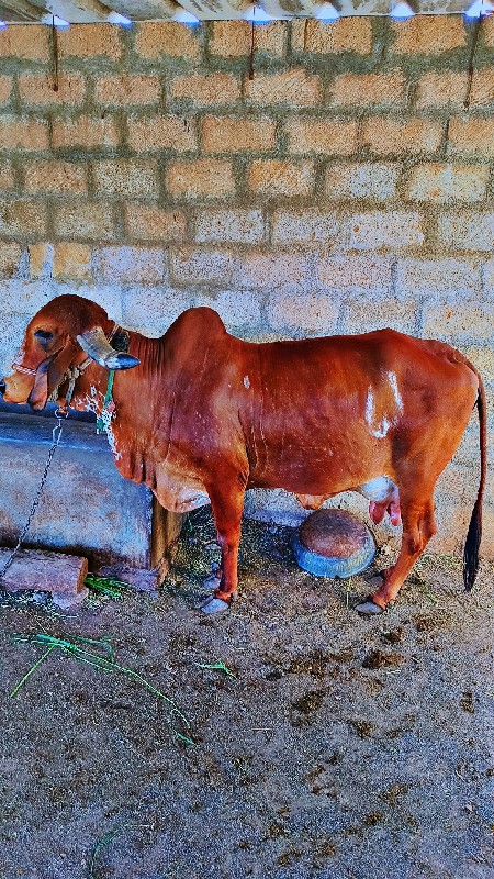 ગીર ગાય વેચવાની...