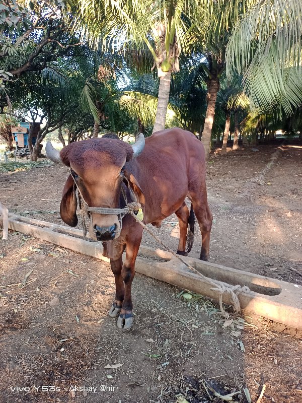 બળદ  ગોધલોવેચવા...