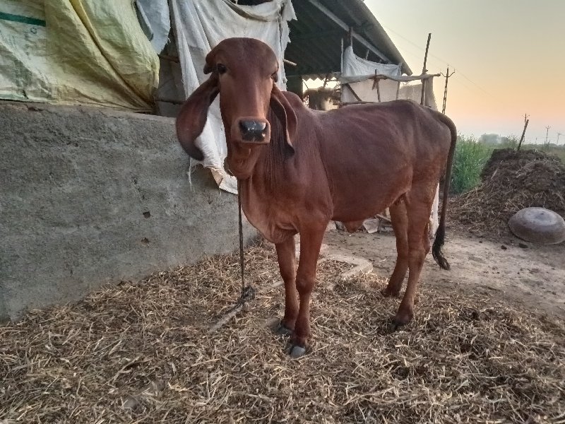 ગીર વાછડીયુ વેચ...