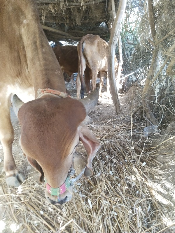 ગીર ગાય વેચવાની...