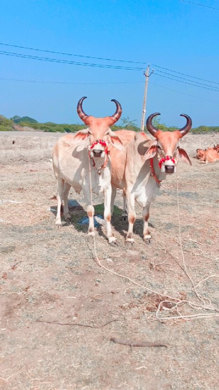 ગોધલા