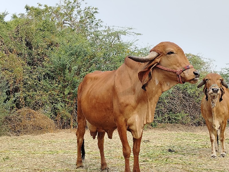 ગિર ગાય