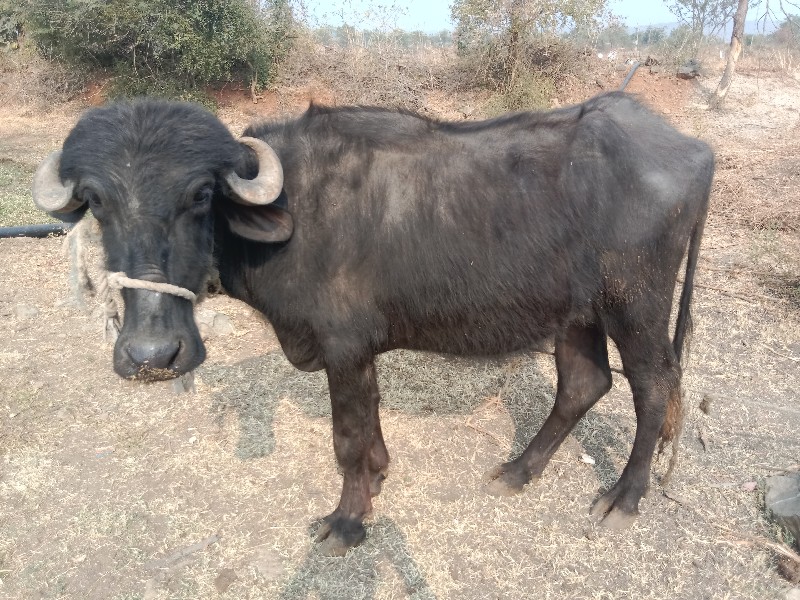 ખડેલાવેચાવછે