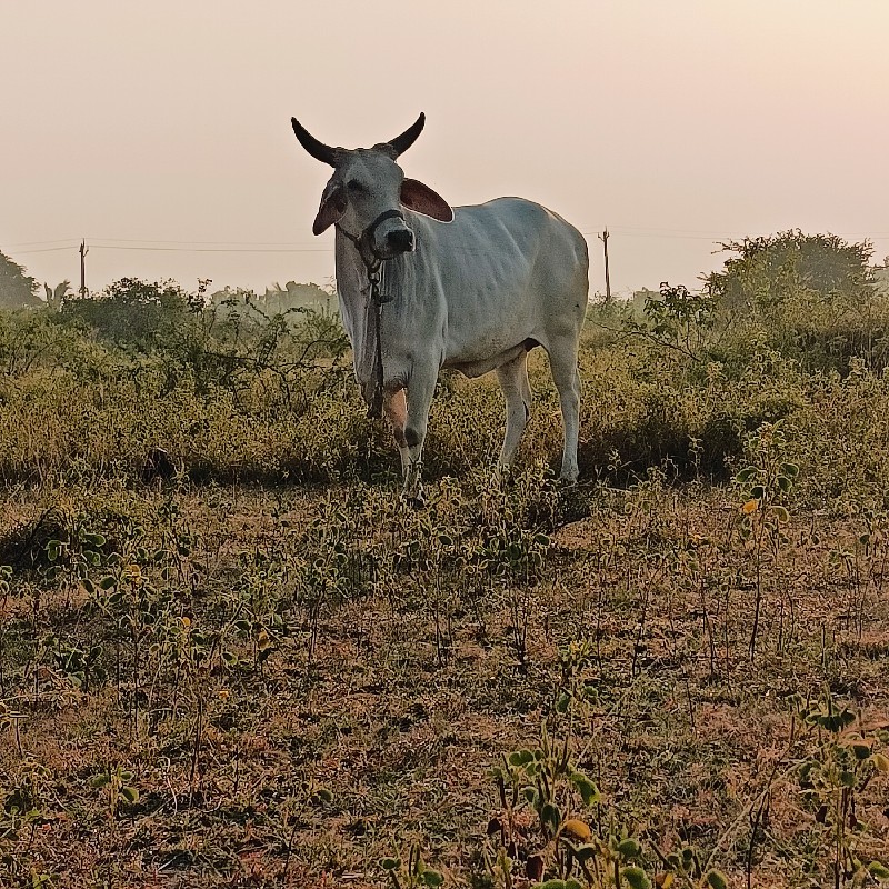 5 ગાયો વેસવાનીસ...