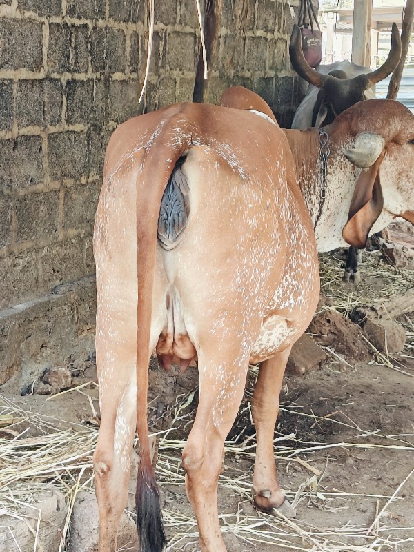 ગીર હોડકી વેચવા...