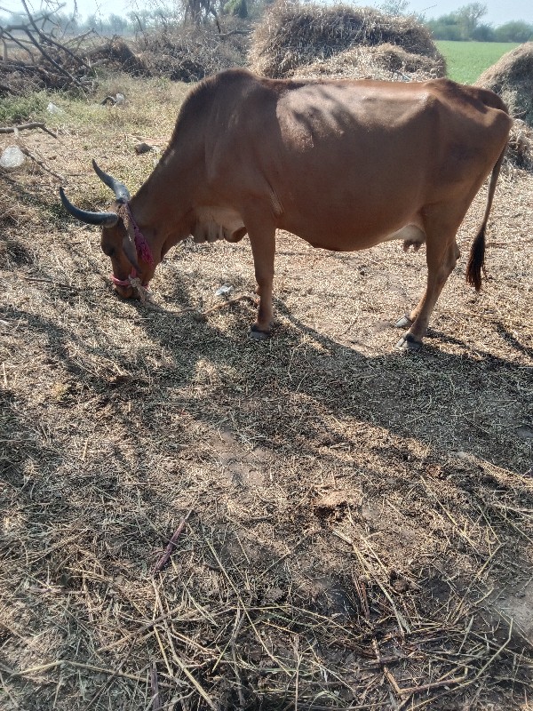 ગાય..ખડેલૂ.બેયવ...