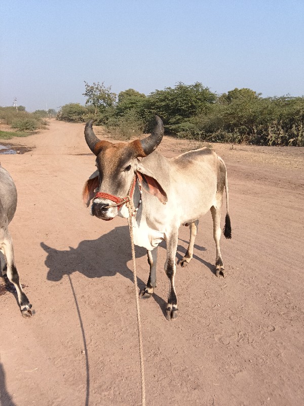 ગાડામાં ચાલુ