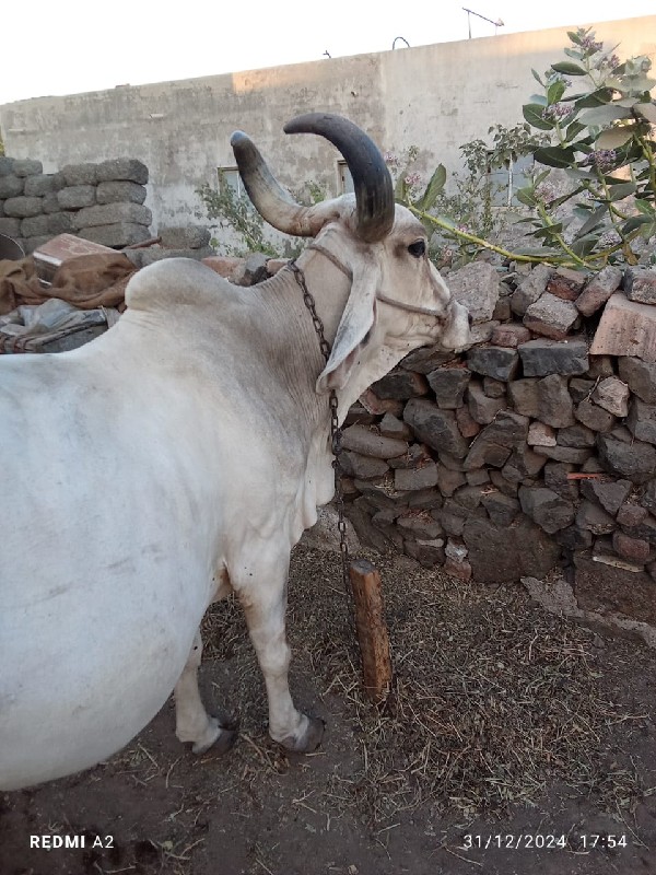 ગાય