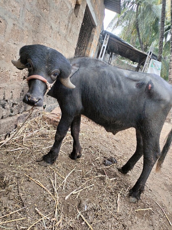 પાડો વેચવા નું...