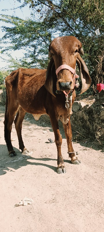 આ બંને વાચળીઓ વ...