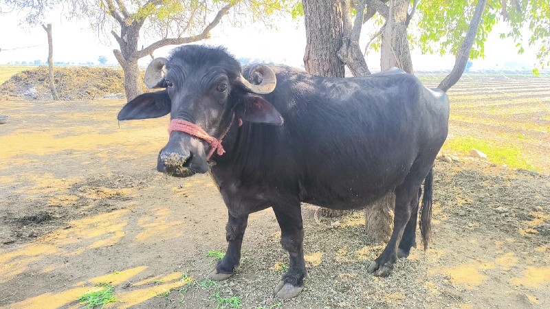 ભેંસ વેચવાની છે