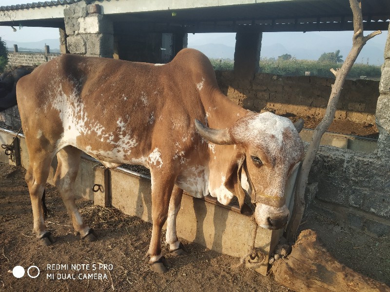 હોડકી વેચવા ની...