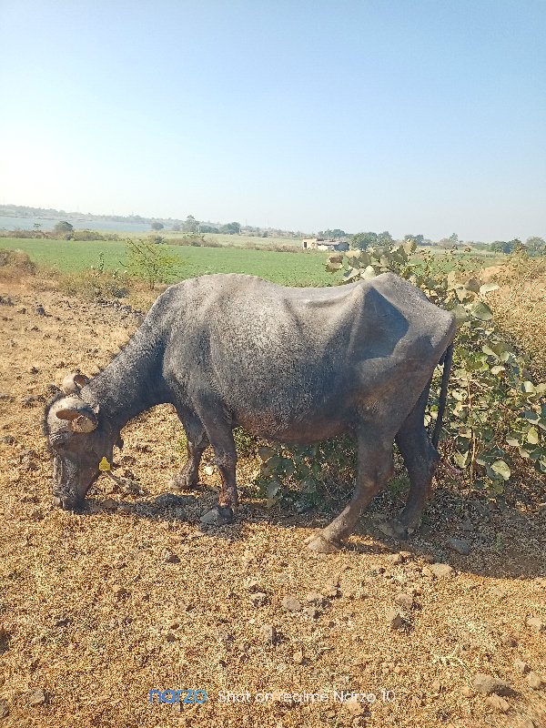 ઈમરાન ભાઇ