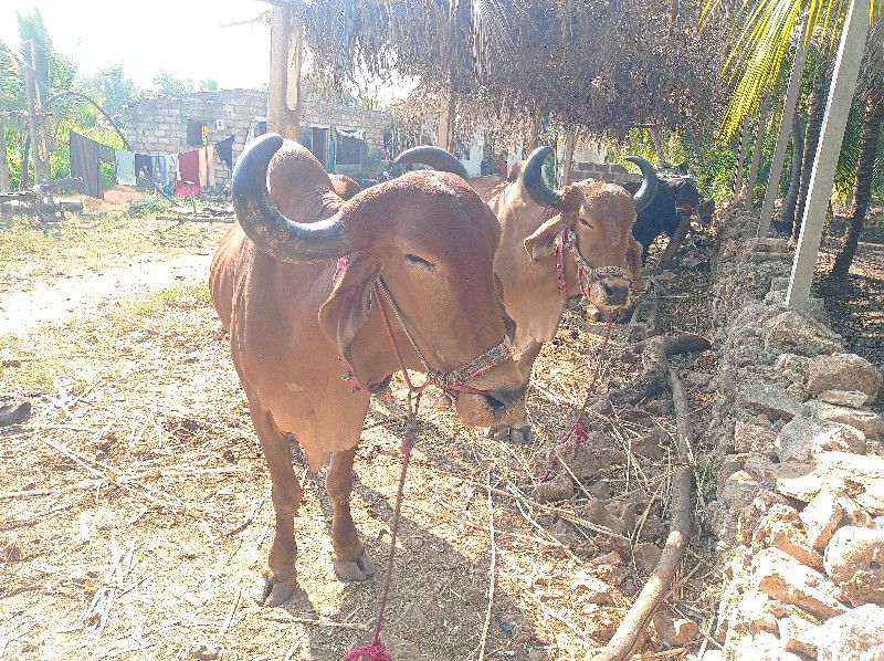 બડદ વેશવાના