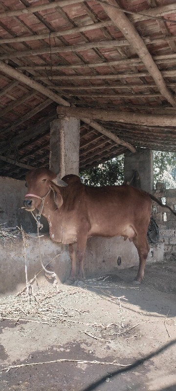 ગીર ગાય વેચવાની...