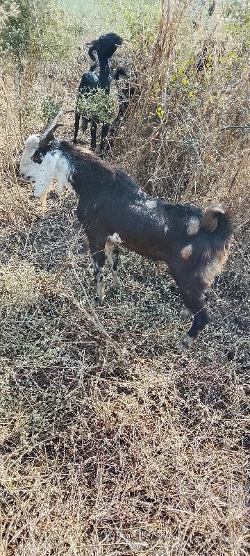 માળીયાહાટીના અક...