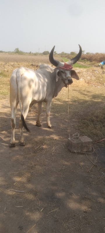 ગોઢલો વેચવાનો છ...