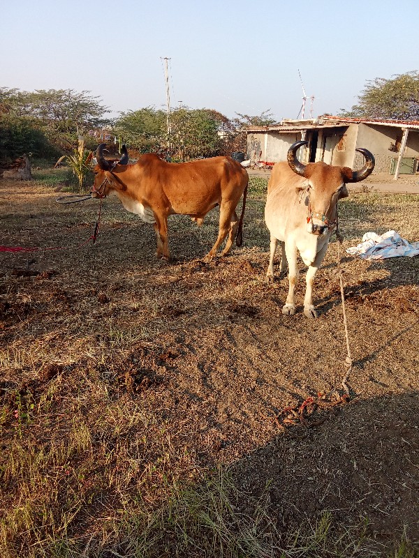 ગોધલા વેચવાના