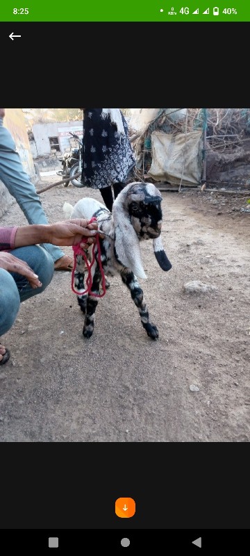 તોતાપુરી બચી સે...