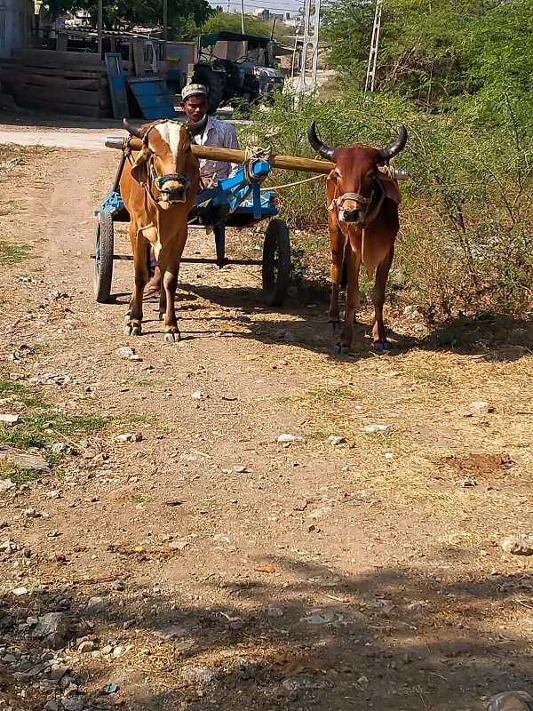 છોડાતો ગોદલા સા...