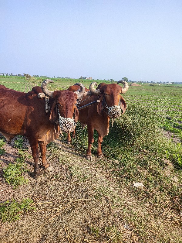 વાઢેર  વિજાણંદ...