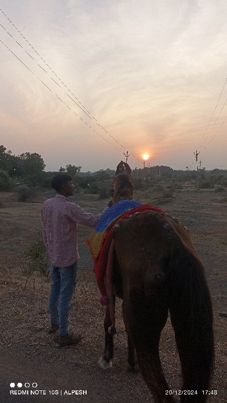 ઘોડી વેચવા ની છ...