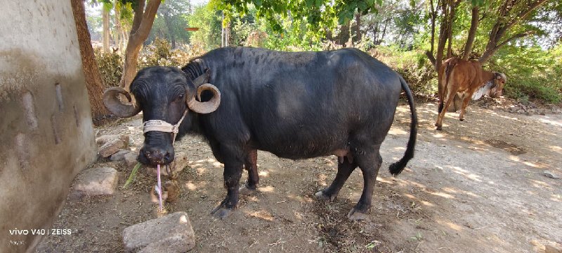 ભેસ વેચવા ની છે