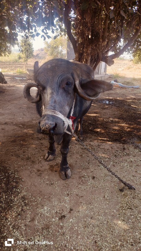 ભેસ વેચવા ની છે