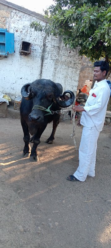 ખંખેરી વેચવા ની...