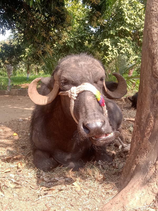 ખડેલી વેસવાનિસે