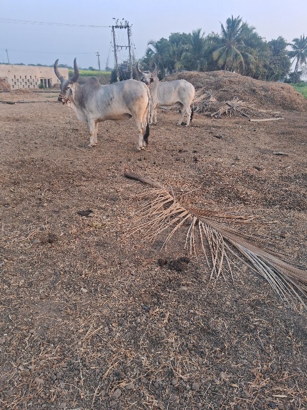 ગોઢલા વેસવાના છ...