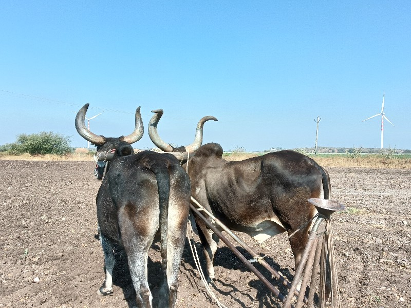 બળદ વેચવાના સે