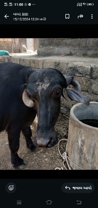 ખડેલી વેચવાની છ...