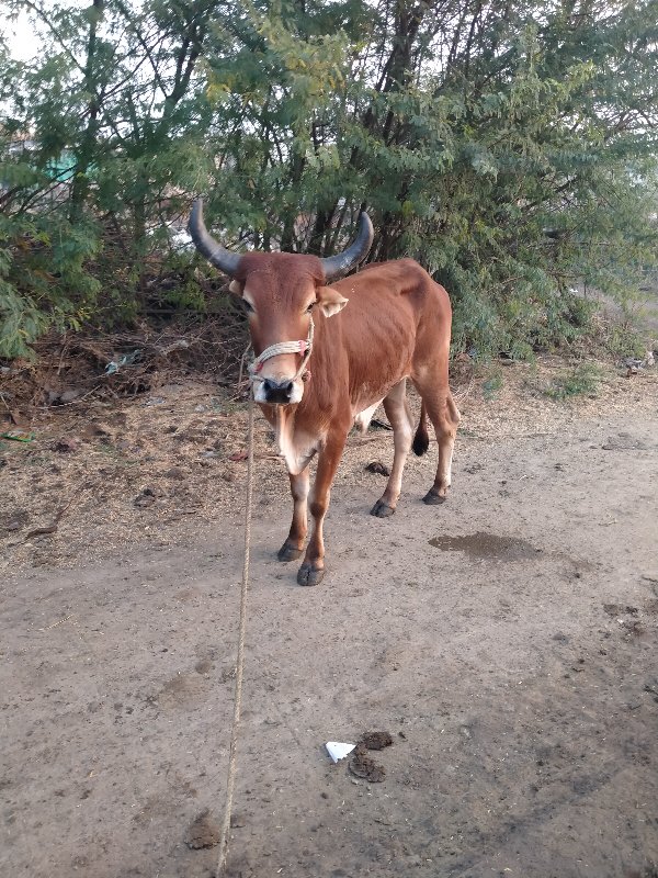 ₹20,000 કિંમત