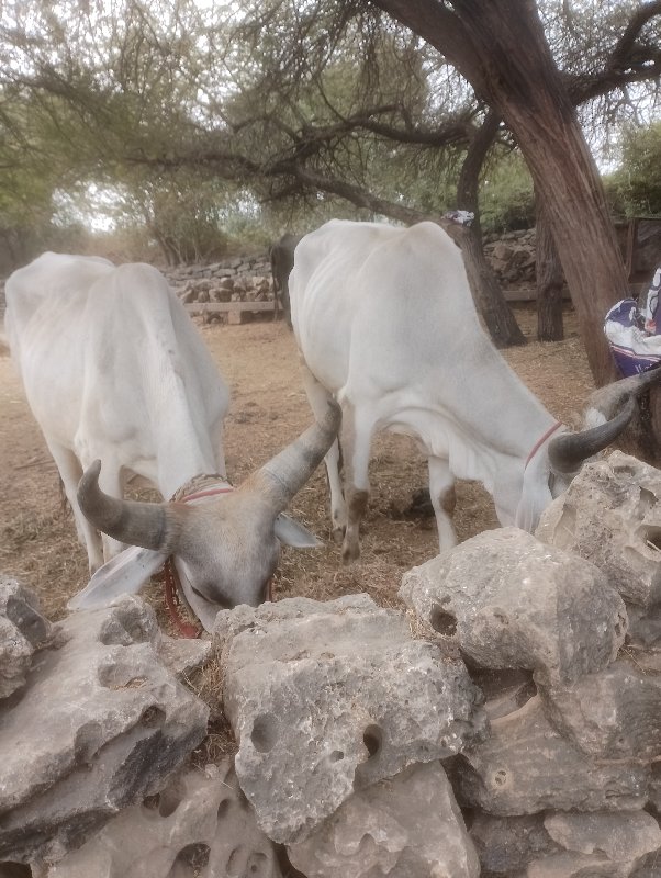 ગોડલા વેચવાના છ...