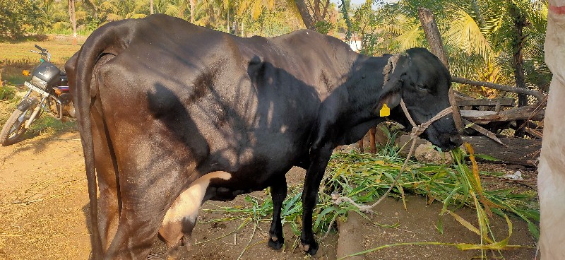 ગાય વેશવાની છે...