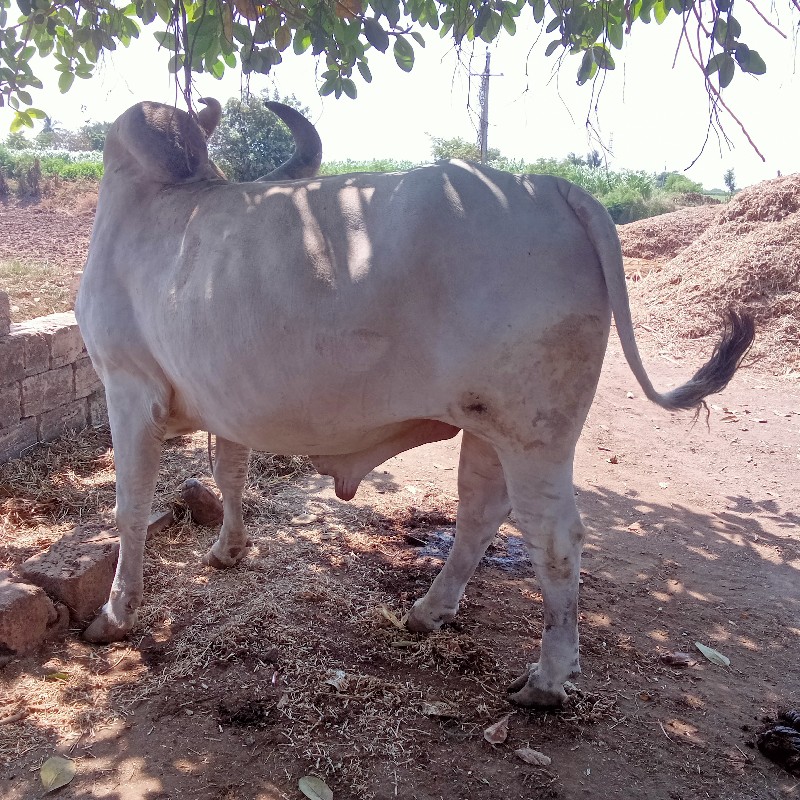 સવદાસબાકુ