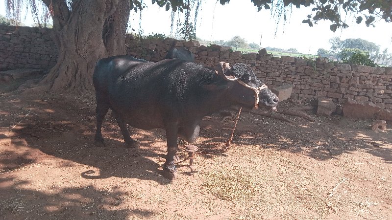 ભેસ વેચવાની છે.