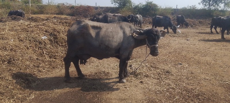 ભેંસ વેચવાની છે