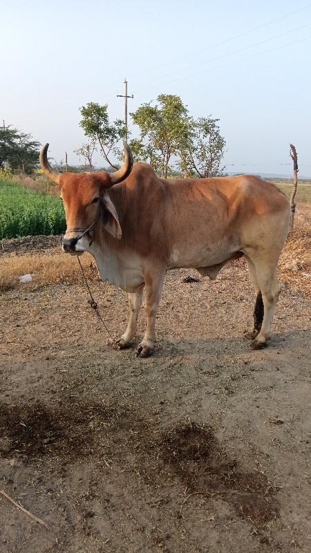 બળદ વેચવાના છે.