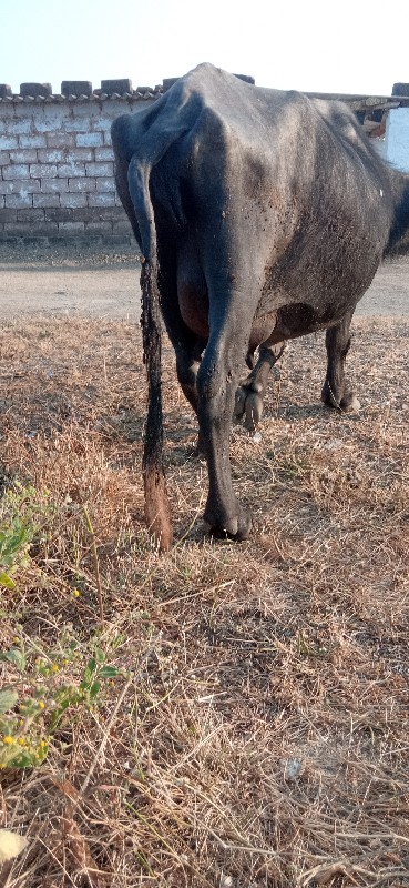 ભૅશ વૅશવાની છૅ...