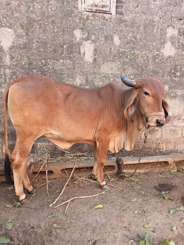 ગાય વેચવાની છે.