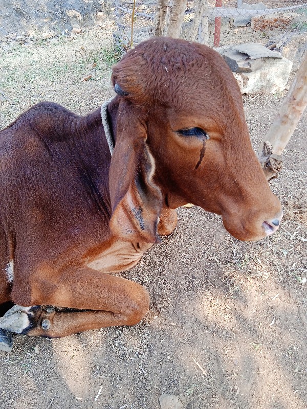 હોળકી વેશવાની છ...