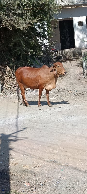 ગાય