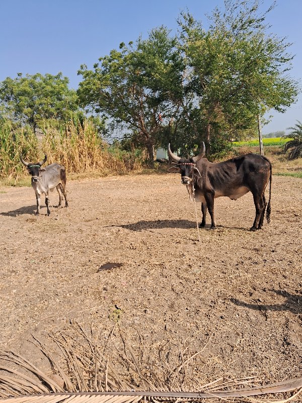 ગોઢલા વેસવાના છ...