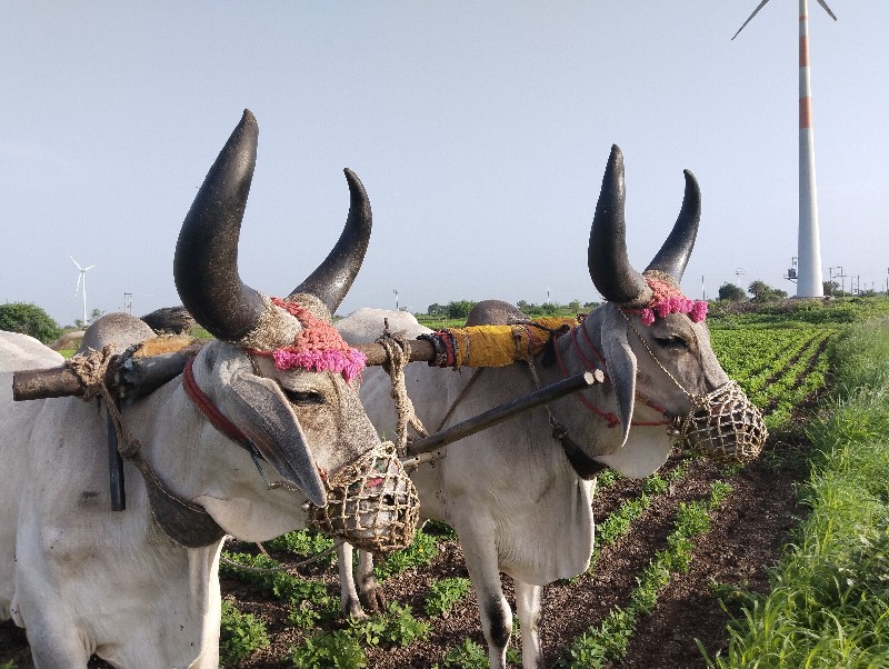 બળદ વેચવા ના છે