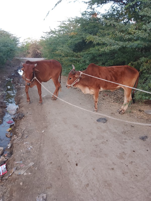 ગોદલા વેચવાના છ...